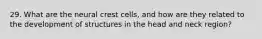 29. What are the neural crest cells, and how are they related to the development of structures in the head and neck region?