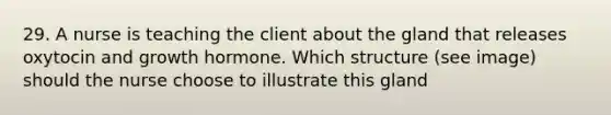 29. A nurse is teaching the client about the gland that releases oxytocin and growth hormone. Which structure (see image) should the nurse choose to illustrate this gland