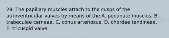 29. The papillary muscles attach to the cusps of the atrioventricular valves by means of the A. pectinate muscles. B. trabeculae carneae. C. conus arteriosus. D. chordae tendineae. E. tricuspid valve.