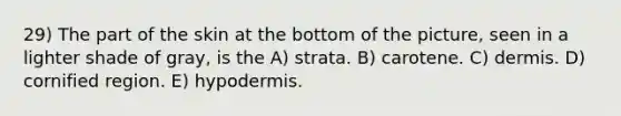 29) The part of the skin at the bottom of the picture, seen in a lighter shade of gray, is the A) strata. B) carotene. C) dermis. D) cornified region. E) hypodermis.