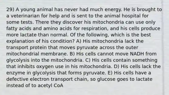 29) A young animal has never had much energy. He is brought to a veterinarian for help and is sent to the animal hospital for some tests. There they discover his mitochondria can use only fatty acids and amino acids for respiration, and his cells produce more lactate than normal. Of the following, which is the best explanation of his condition? A) His mitochondria lack the transport protein that moves pyruvate across the outer mitochondrial membrane. B) His cells cannot move NADH from glycolysis into the mitochondria. C) His cells contain something that inhibits oxygen use in his mitochondria. D) His cells lack the enzyme in glycolysis that forms pyruvate. E) His cells have a defective electron transport chain, so glucose goes to lactate instead of to acetyl CoA