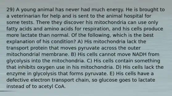 29) A young animal has never had much energy. He is brought to a veterinarian for help and is sent to the animal hospital for some tests. There they discover his mitochondria can use only fatty acids and amino acids for respiration, and his cells produce more lactate than normal. Of the following, which is the best explanation of his condition? A) His mitochondria lack the transport protein that moves pyruvate across the outer mitochondrial membrane. B) His cells cannot move NADH from glycolysis into the mitochondria. C) His cells contain something that inhibits oxygen use in his mitochondria. D) His cells lack the enzyme in glycolysis that forms pyruvate. E) His cells have a defective electron transport chain, so glucose goes to lactate instead of to acetyl CoA.