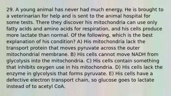 29. A young animal has never had much energy. He is brought to a veterinarian for help and is sent to the animal hospital for some tests. There they discover his mitochondria can use only fatty acids and <a href='https://www.questionai.com/knowledge/k9gb720LCl-amino-acids' class='anchor-knowledge'>amino acids</a> for respiration, and his cells produce more lactate than normal. Of the following, which is the best explanation of his condition? A) His mitochondria lack the transport protein that moves pyruvate across the outer mitochondrial membrane. B) His cells cannot move NADH from glycolysis into the mitochondria. C) His cells contain something that inhibits oxygen use in his mitochondria. D) His cells lack the enzyme in glycolysis that forms pyruvate. E) His cells have a defective electron transport chain, so glucose goes to lactate instead of to acetyl CoA.