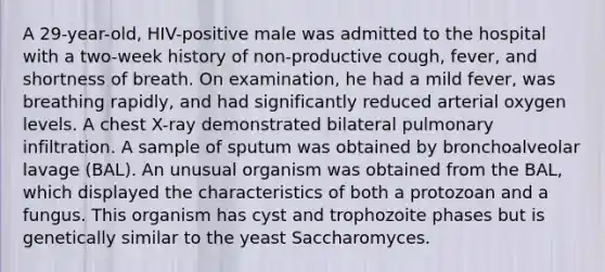 A 29-year-old, HIV-positive male was admitted to the hospital with a two-week history of non-productive cough, fever, and shortness of breath. On examination, he had a mild fever, was breathing rapidly, and had significantly reduced arterial oxygen levels. A chest X-ray demonstrated bilateral pulmonary infiltration. A sample of sputum was obtained by bronchoalveolar lavage (BAL). An unusual organism was obtained from the BAL, which displayed the characteristics of both a protozoan and a fungus. This organism has cyst and trophozoite phases but is genetically similar to the yeast Saccharomyces.