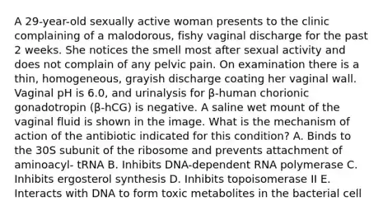 A 29-year-old sexually active woman presents to the clinic complaining of a malodorous, fishy vaginal discharge for the past 2 weeks. She notices the smell most after sexual activity and does not complain of any pelvic pain. On examination there is a thin, homogeneous, grayish discharge coating her vaginal wall. Vaginal pH is 6.0, and urinalysis for β-human chorionic gonadotropin (β-hCG) is negative. A saline wet mount of the vaginal fluid is shown in the image. What is the mechanism of action of the antibiotic indicated for this condition? A. Binds to the 30S subunit of the ribosome and prevents attachment of aminoacyl- tRNA B. Inhibits DNA-dependent RNA polymerase C. Inhibits ergosterol synthesis D. Inhibits topoisomerase II E. Interacts with DNA to form toxic metabolites in the bacterial cell