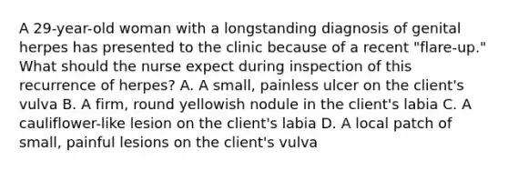 A 29-year-old woman with a longstanding diagnosis of genital herpes has presented to the clinic because of a recent "flare-up." What should the nurse expect during inspection of this recurrence of herpes? A. A small, painless ulcer on the client's vulva B. A firm, round yellowish nodule in the client's labia C. A cauliflower-like lesion on the client's labia D. A local patch of small, painful lesions on the client's vulva