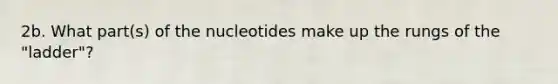 2b. What part(s) of the nucleotides make up the rungs of the "ladder"?