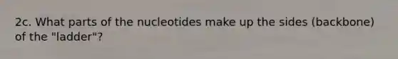 2c. What parts of the nucleotides make up the sides (backbone) of the "ladder"?