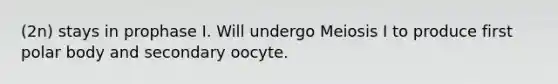 (2n) stays in prophase I. Will undergo Meiosis I to produce first polar body and secondary oocyte.