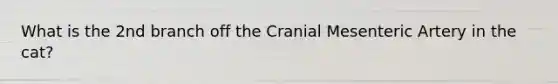 What is the 2nd branch off the Cranial Mesenteric Artery in the cat?