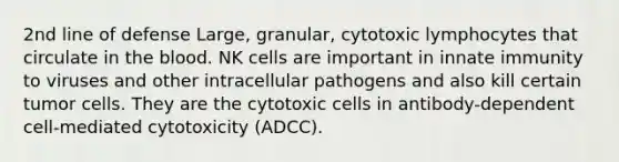 2nd line of defense Large, granular, cytotoxic lymphocytes that circulate in the blood. NK cells are important in innate immunity to viruses and other intracellular pathogens and also kill certain tumor cells. They are the cytotoxic cells in antibody-dependent cell-mediated cytotoxicity (ADCC).