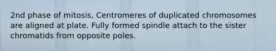 2nd phase of mitosis, Centromeres of duplicated chromosomes are aligned at plate. Fully formed spindle attach to the sister chromatids from opposite poles.