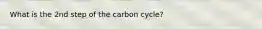 What is the 2nd step of the carbon cycle?