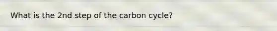 What is the 2nd step of the carbon cycle?