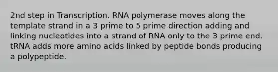 2nd step in Transcription. RNA polymerase moves along the template strand in a 3 prime to 5 prime direction adding and linking nucleotides into a strand of RNA only to the 3 prime end. tRNA adds more amino acids linked by peptide bonds producing a polypeptide.