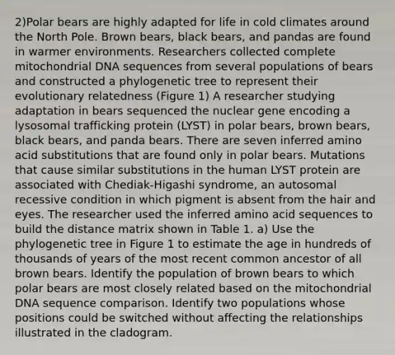 2)Polar bears are highly adapted for life in cold climates around the North Pole. Brown bears, black bears, and pandas are found in warmer environments. Researchers collected complete mitochondrial DNA sequences from several populations of bears and constructed a phylogenetic tree to represent their evolutionary relatedness (Figure 1) A researcher studying adaptation in bears sequenced the nuclear gene encoding a lysosomal trafficking protein (LYST) in polar bears, brown bears, black bears, and panda bears. There are seven inferred amino acid substitutions that are found only in polar bears. Mutations that cause similar substitutions in the human LYST protein are associated with Chediak-Higashi syndrome, an autosomal recessive condition in which pigment is absent from the hair and eyes. The researcher used the inferred amino acid sequences to build the distance matrix shown in Table 1. a) Use the phylogenetic tree in Figure 1 to estimate the age in hundreds of thousands of years of the most recent common ancestor of all brown bears. Identify the population of brown bears to which polar bears are most closely related based on the mitochondrial DNA sequence comparison. Identify two populations whose positions could be switched without affecting the relationships illustrated in the cladogram.