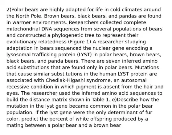 2)Polar bears are highly adapted for life in cold climates around the North Pole. Brown bears, black bears, and pandas are found in warmer environments. Researchers collected complete mitochondrial DNA sequences from several populations of bears and constructed a phylogenetic tree to represent their evolutionary relatedness (Figure 1) A researcher studying adaptation in bears sequenced the nuclear gene encoding a lysosomal trafficking protein (LYST) in polar bears, brown bears, black bears, and panda bears. There are seven inferred amino acid substitutions that are found only in polar bears. Mutations that cause similar substitutions in the human LYST protein are associated with Chediak-Higashi syndrome, an autosomal recessive condition in which pigment is absent from the hair and eyes. The researcher used the inferred amino acid sequences to build the distance matrix shown in Table 1. e)Describe how the mutation in the lyst gene became common in the polar bear population. If the lyst gene were the only determinant of fur color, predict the percent of white offspring produced by a mating between a polar bear and a brown bear