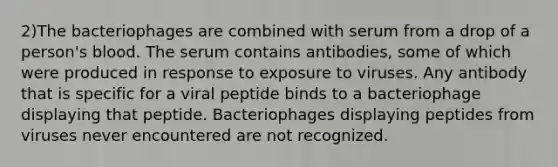 2)The bacteriophages are combined with serum from a drop of a person's blood. The serum contains antibodies, some of which were produced in response to exposure to viruses. Any antibody that is specific for a viral peptide binds to a bacteriophage displaying that peptide. Bacteriophages displaying peptides from viruses never encountered are not recognized.