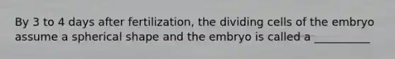 By 3 to 4 days after fertilization, the dividing cells of the embryo assume a spherical shape and the embryo is called a __________
