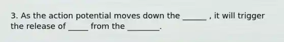 3. As the action potential moves down the ______ , it will trigger the release of _____ from the ________.