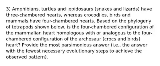 3) Amphibians, turtles and lepidosaurs (snakes and lizards) have three-chambered hearts, whereas crocodiles, birds and mammals have four-chambered hearts. Based on the phylogeny of tetrapods shown below, is the four-chambered configuration of the mammalian heart homologous with or analogous to the four-chambered configuration of the archosaur (crocs and birds) heart? Provide the most parsimonious answer (i.e., the answer with the fewest necessary evolutionary steps to achieve the observed pattern).