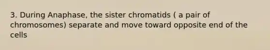 3. During Anaphase, the sister chromatids ( a pair of chromosomes) separate and move toward opposite end of the cells