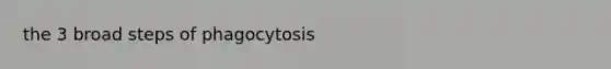 the 3 broad steps of phagocytosis