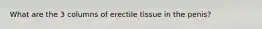 What are the 3 columns of erectile tissue in the penis?