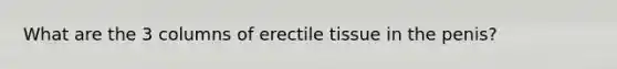 What are the 3 columns of erectile tissue in the penis?