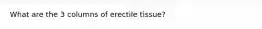 What are the 3 columns of erectile tissue?