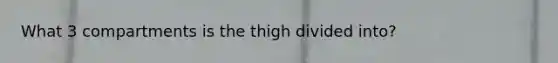 What 3 compartments is the thigh divided into?