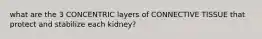 what are the 3 CONCENTRIC layers of CONNECTIVE TISSUE that protect and stabilize each kidney?