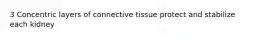 3 Concentric layers of connective tissue protect and stabilize each kidney