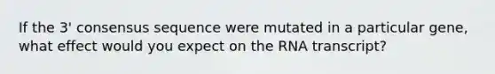 If the 3' consensus sequence were mutated in a particular gene, what effect would you expect on the RNA transcript?