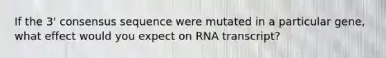 If the 3' consensus sequence were mutated in a particular gene, what effect would you expect on RNA transcript?