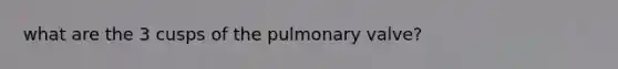 what are the 3 cusps of the pulmonary valve?