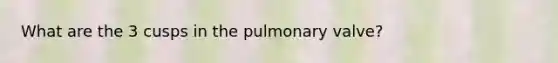 What are the 3 cusps in the pulmonary valve?