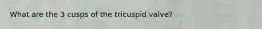 What are the 3 cusps of the tricuspid valve?