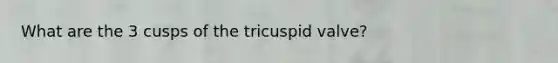 What are the 3 cusps of the tricuspid valve?