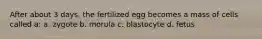 After about 3 days, the fertilized egg becomes a mass of cells called a: a. zygote b. morula c. blastocyte d. fetus