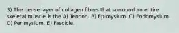 3) The dense layer of collagen fibers that surround an entire skeletal muscle is the A) Tendon. B) Epimysium. C) Endomysium. D) Perimysium. E) Fascicle.