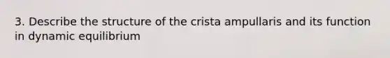 3. Describe the structure of the crista ampullaris and its function in dynamic equilibrium