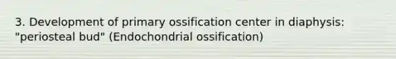 3. Development of primary ossification center in diaphysis: "periosteal bud" (Endochondrial ossification)