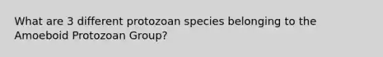 What are 3 different protozoan species belonging to the Amoeboid Protozoan Group?