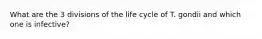 What are the 3 divisions of the life cycle of T. gondii and which one is infective?