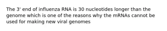 The 3' end of influenza RNA is 30 nucleotides longer than the genome which is one of the reasons why the mRNAs cannot be used for making new viral genomes