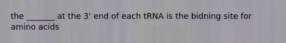 the _______ at the 3' end of each tRNA is the bidning site for amino acids