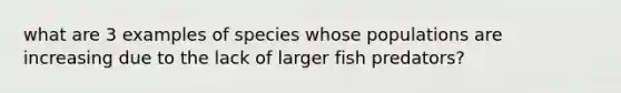 what are 3 examples of species whose populations are increasing due to the lack of larger fish predators?