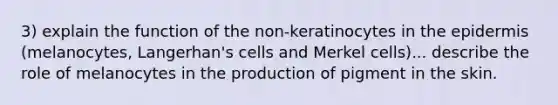 3) explain the function of the non-keratinocytes in the epidermis (melanocytes, Langerhan's cells and Merkel cells)... describe the role of melanocytes in the production of pigment in the skin.