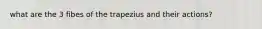 what are the 3 fibes of the trapezius and their actions?
